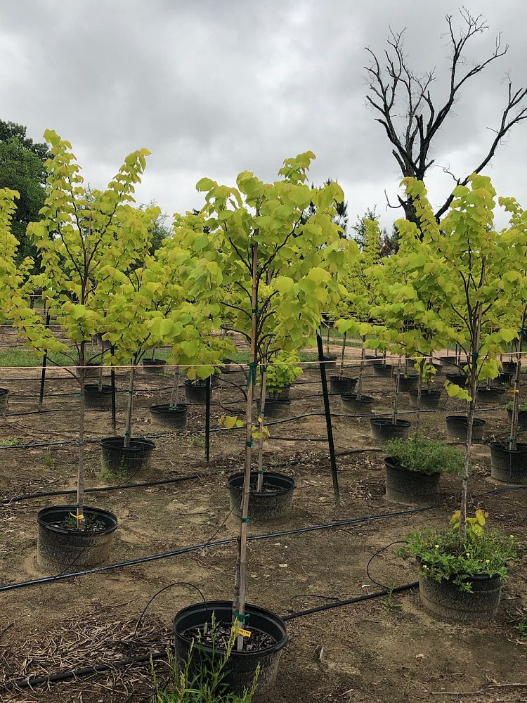cercis-canadensis-the-rising-sun-eastern-redbud