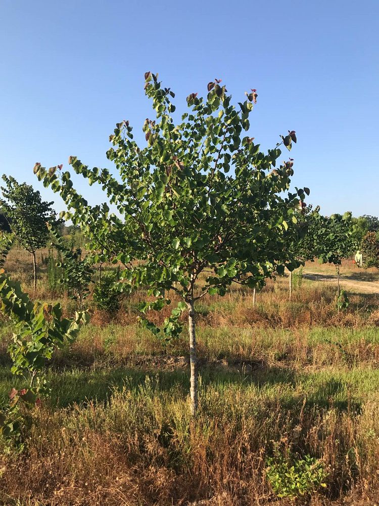 cercis-reniformis-oklahoma-redbud