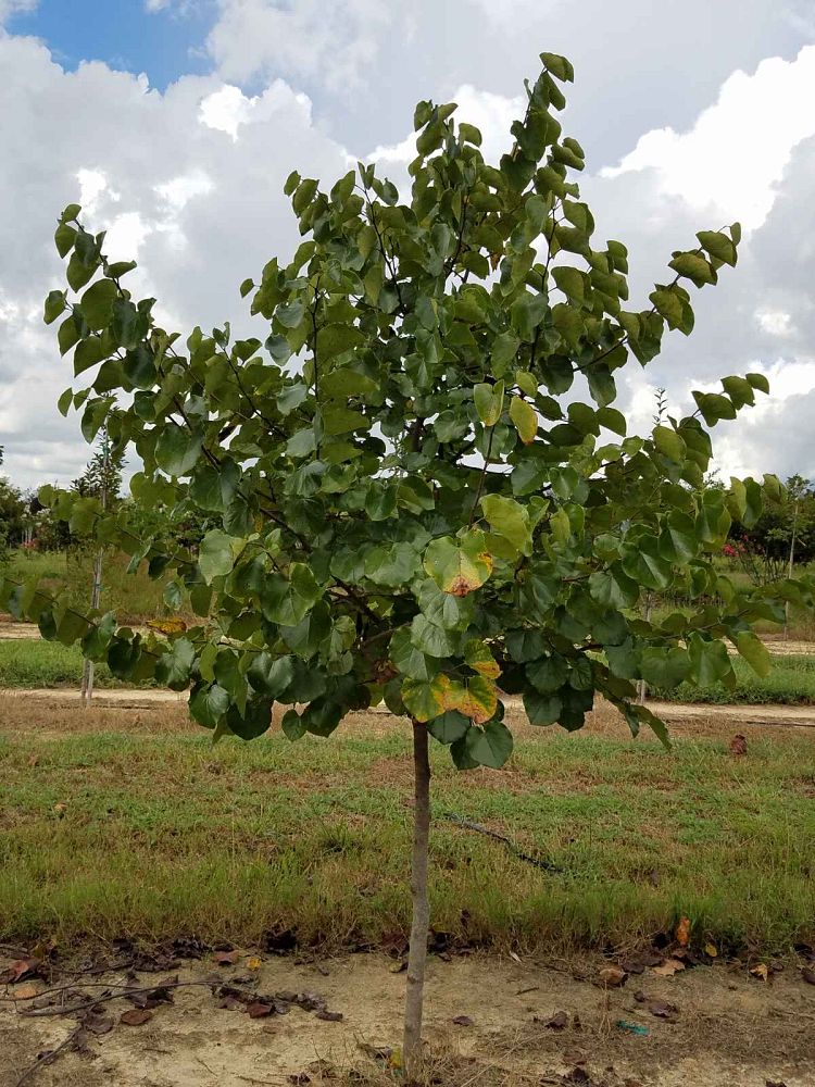 cercis-reniformis-oklahoma-redbud