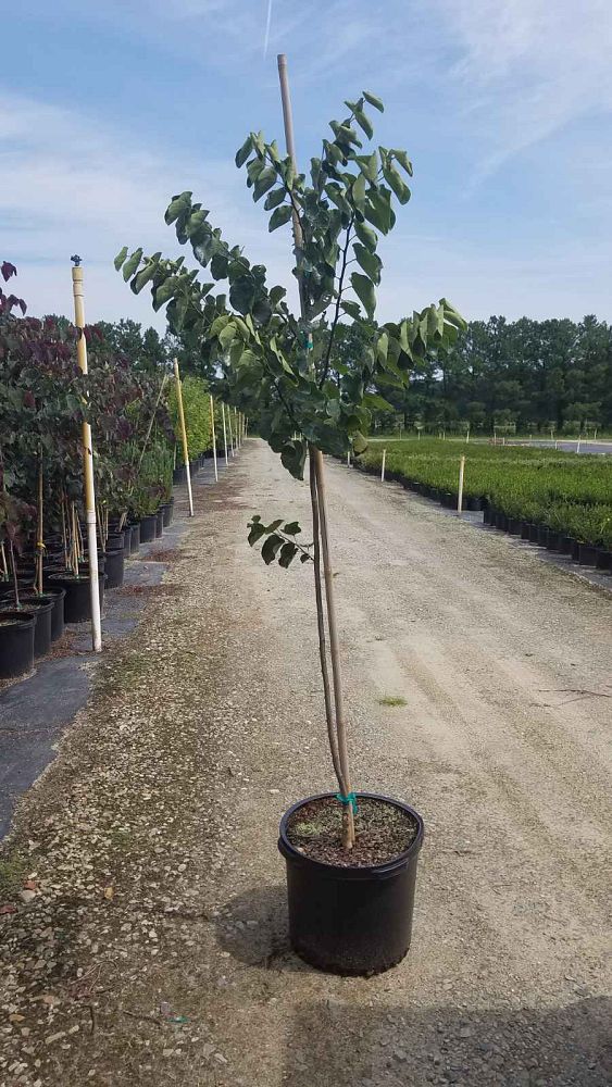 cercis-reniformis-oklahoma-redbud