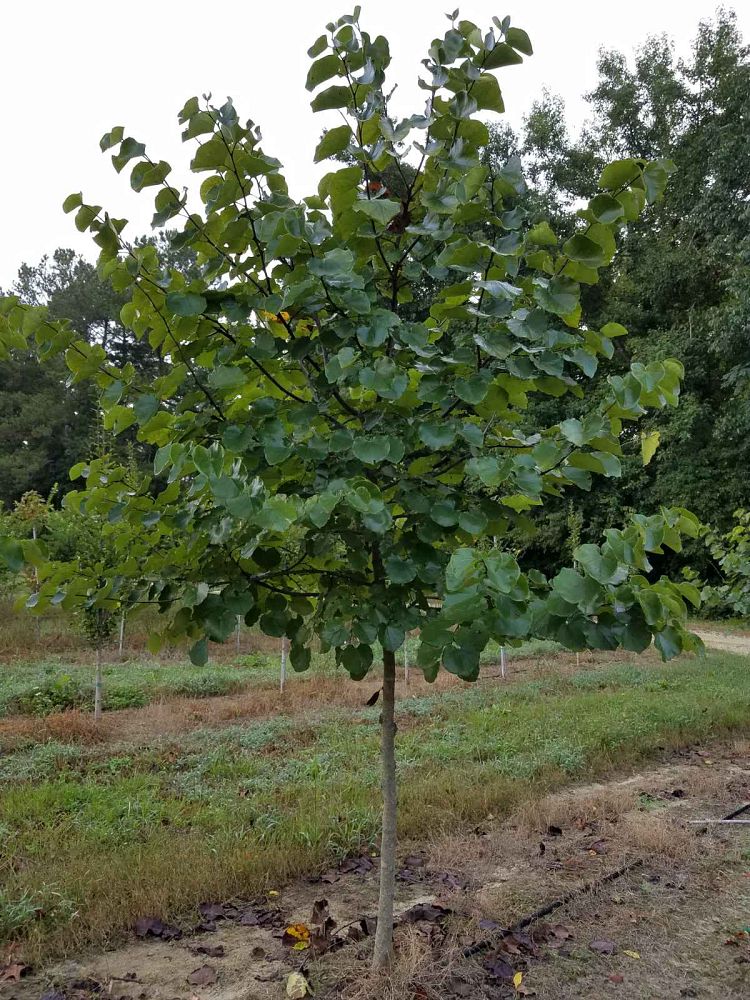 cercis-reniformis-oklahoma-redbud