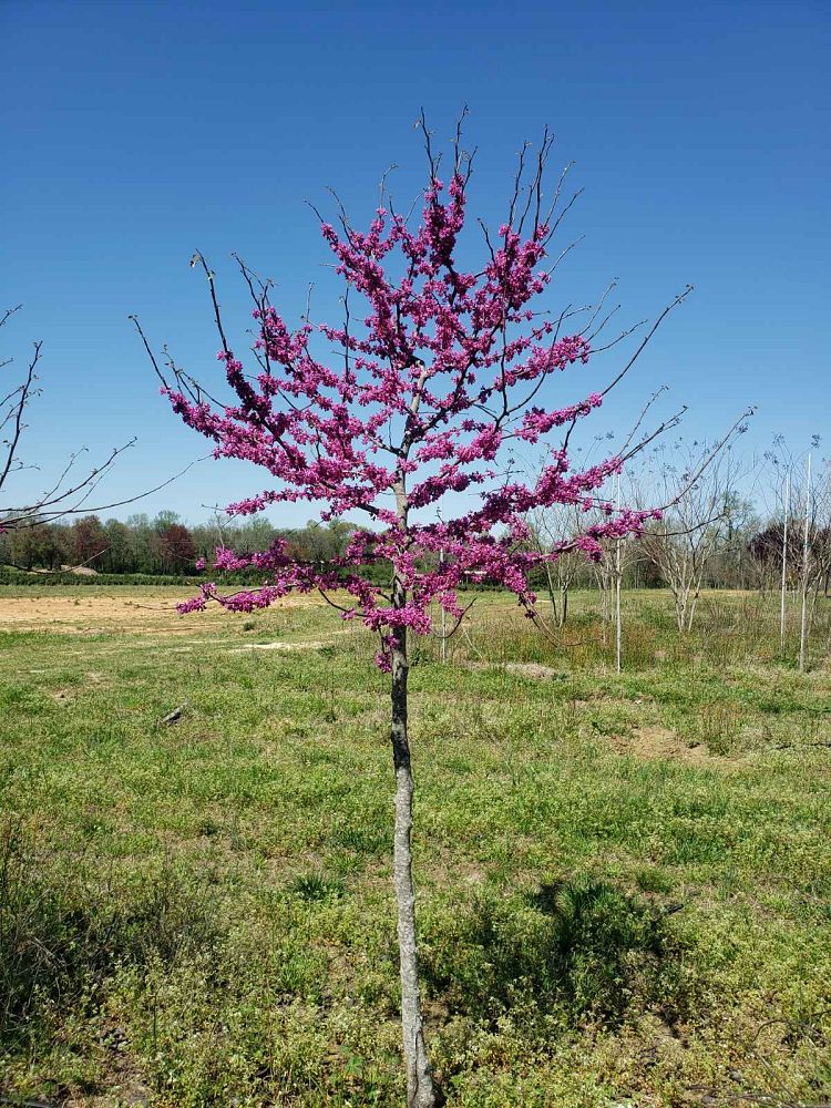 cercis-reniformis-oklahoma-redbud