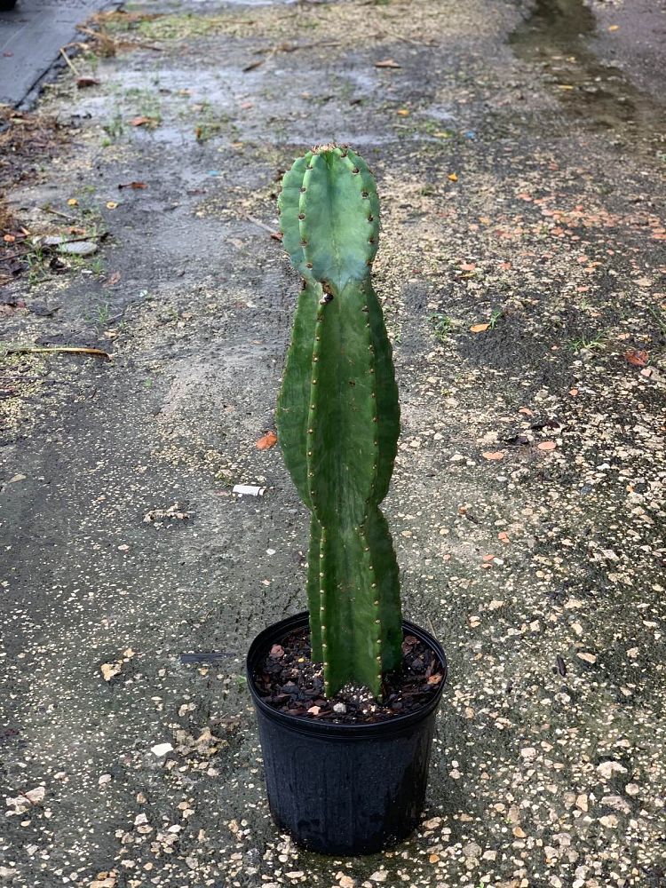 cereus-hildmannianus-andes-organ-pipe-hedge-cactus-queen-of-the-night