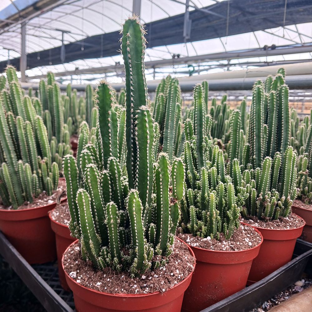 cereus-hildmannianus-uruguayanus-fairy-castle-cactus