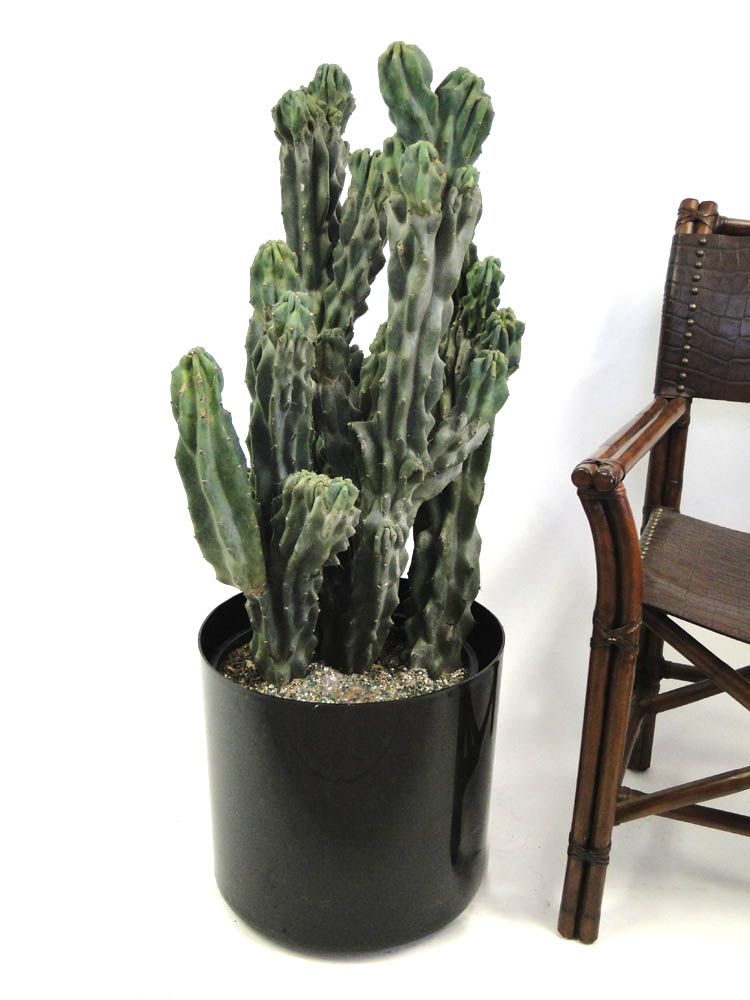 cereus-peruvianus-monstrosus-cactus-cereus-montrosus