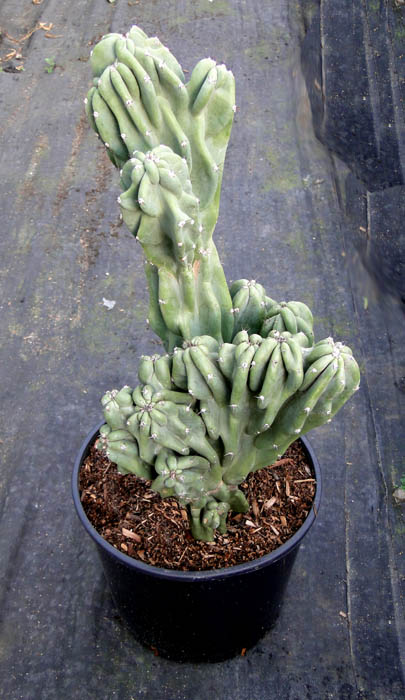 cereus-peruvianus-monstrosus-cactus-cereus-montrosus