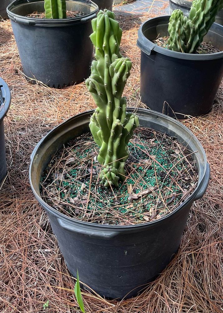 cereus-peruvianus-monstrosus-cactus-cereus-montrosus