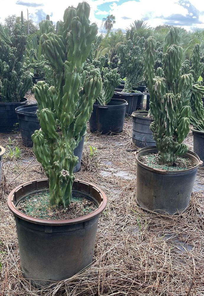 cereus-peruvianus-monstrosus-cactus-cereus-montrosus