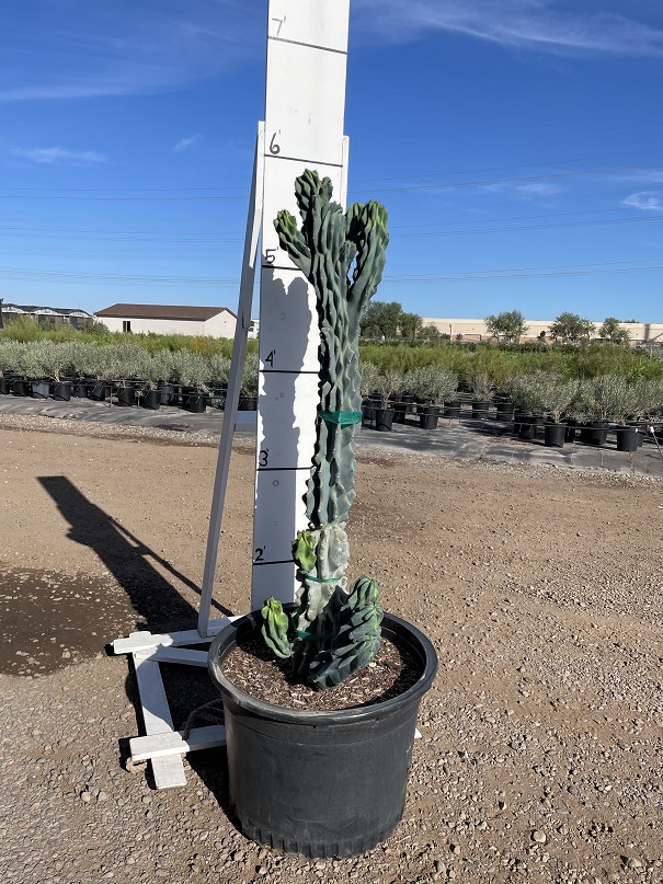 cereus-peruvianus-monstrosus-cactus-cereus-montrosus