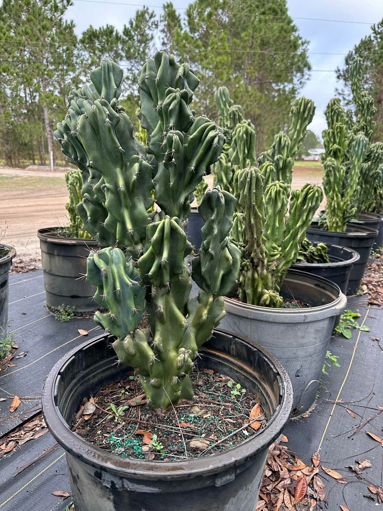 cereus-peruvianus-monstrosus-cactus-cereus-montrosus