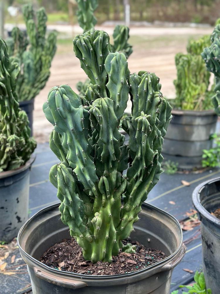cereus-peruvianus-monstrosus-cactus-cereus-montrosus