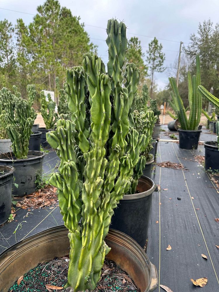 cereus-peruvianus-monstrosus-cactus-cereus-montrosus