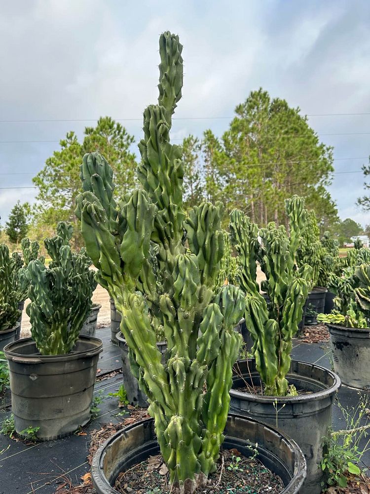 cereus-peruvianus-monstrosus-cactus-cereus-montrosus