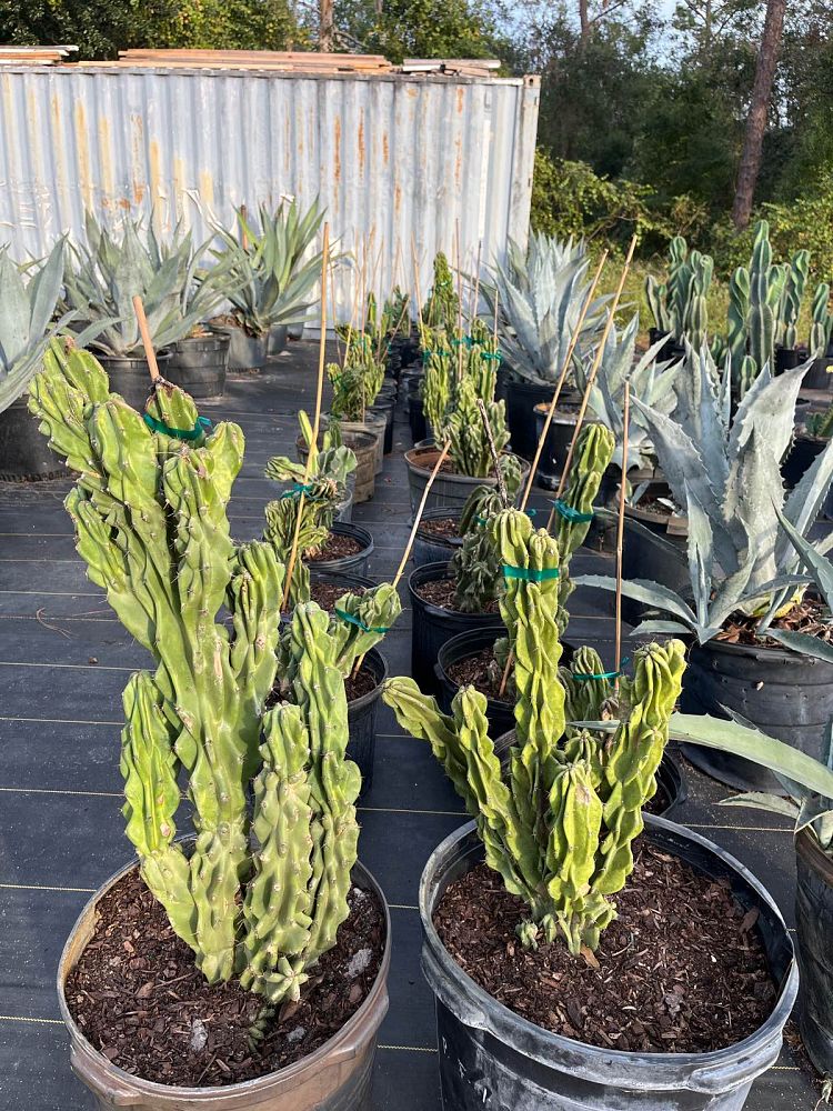 cereus-peruvianus-monstrosus-cactus-cereus-montrosus