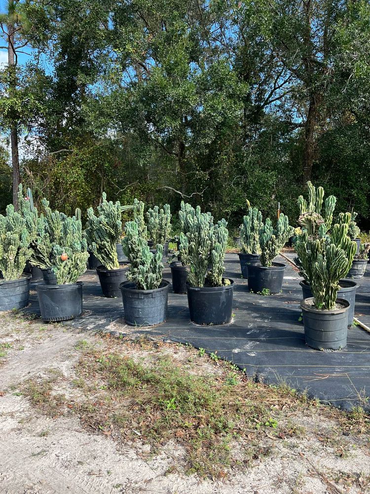cereus-peruvianus-monstrosus-cactus-cereus-montrosus