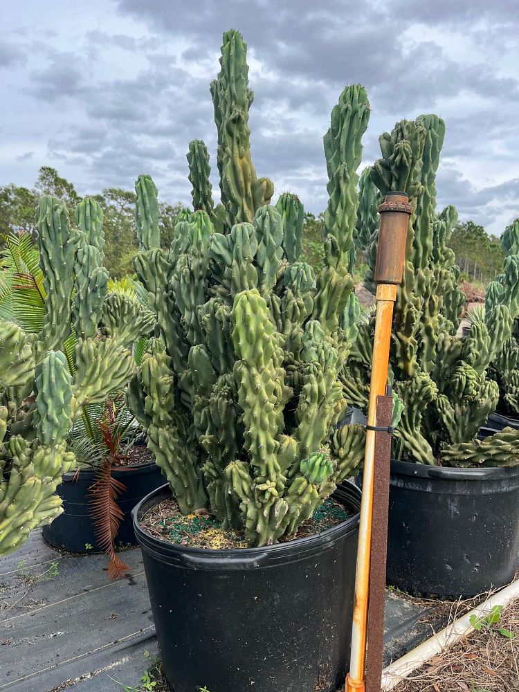 cereus-peruvianus-monstrosus-cactus-cereus-montrosus