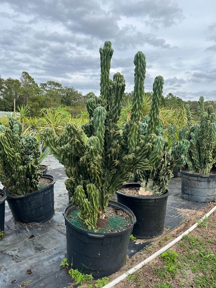 cereus-peruvianus-monstrosus-cactus-cereus-montrosus