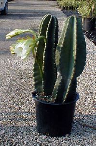 cereus-peruvianus-nite-blooming-cereus