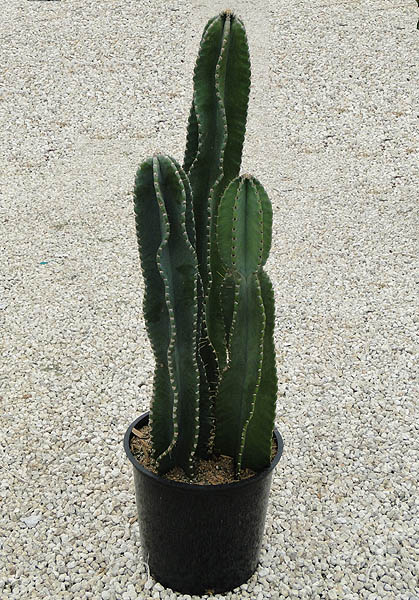 cereus-peruvianus-nite-blooming-cereus