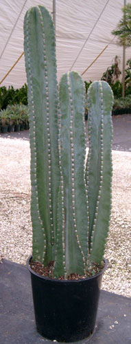 cereus-peruvianus-peruvian-apple-cactus