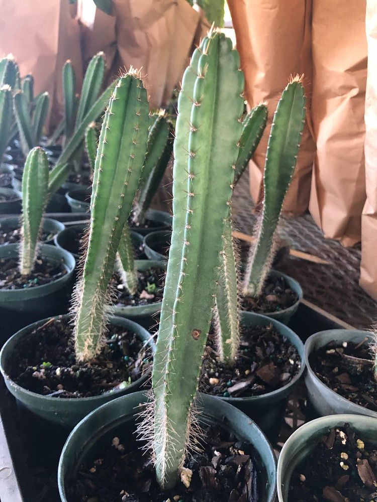 cereus-peruvianus-peruvian-apple-cactus
