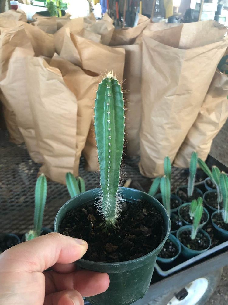 cereus-peruvianus-peruvian-apple-cactus