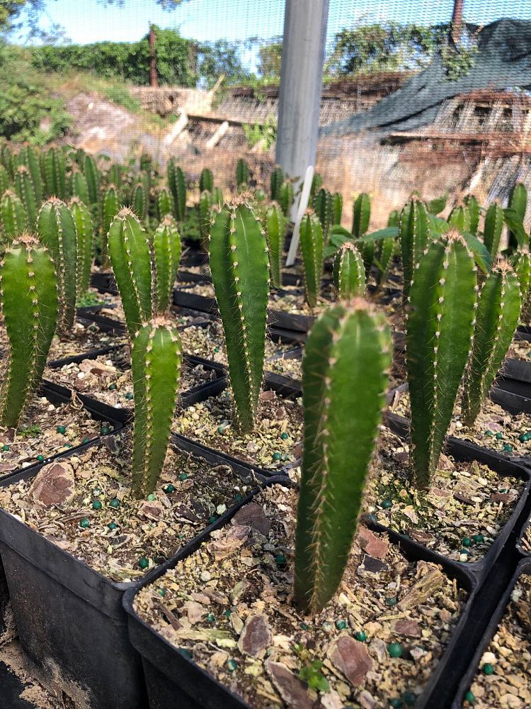 cereus-peruvianus-peruvian-apple-cactus