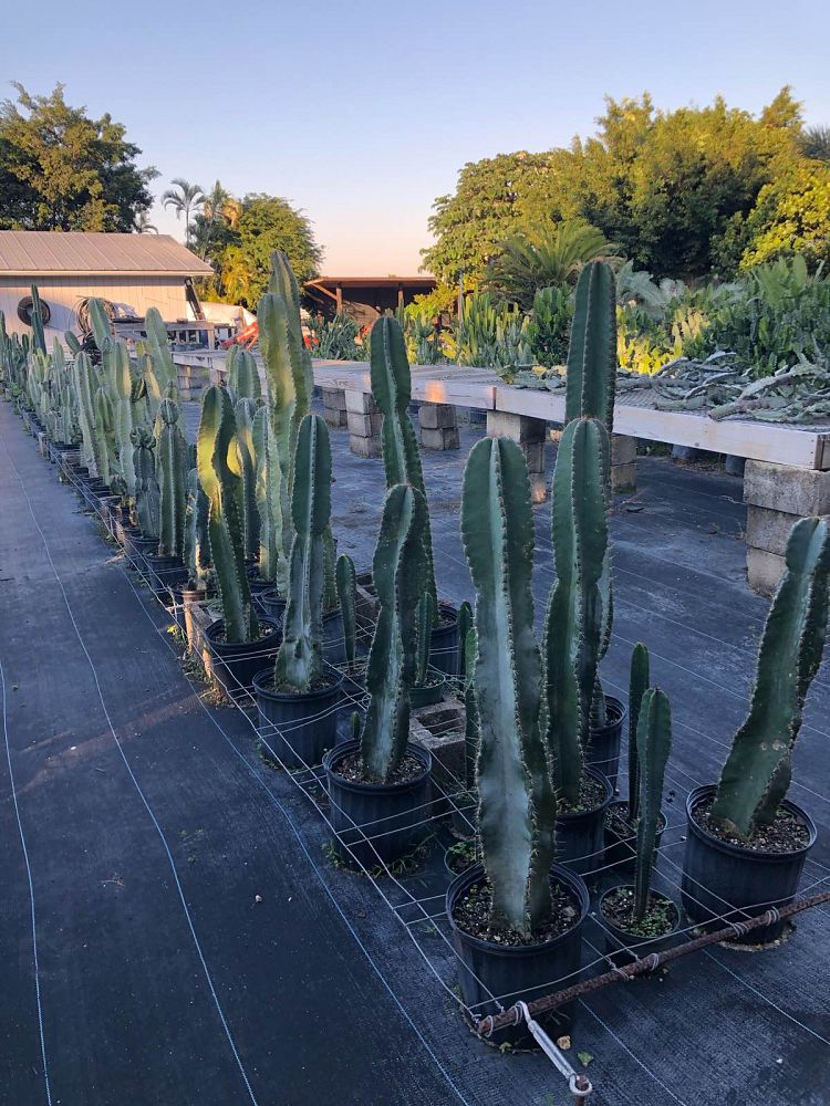 cereus-peruvianus-peruvian-apple-cactus