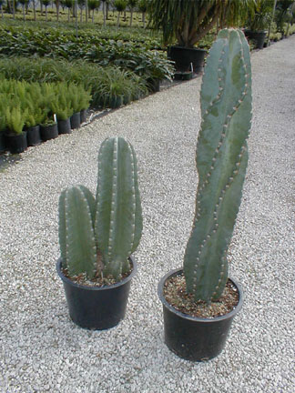 cereus-peruvianus-peruvian-apple-cactus