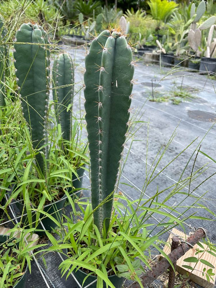 cereus-peruvianus-peruvian-apple-cactus