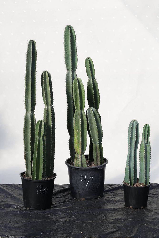 cereus-peruvianus-peruvian-apple-cactus