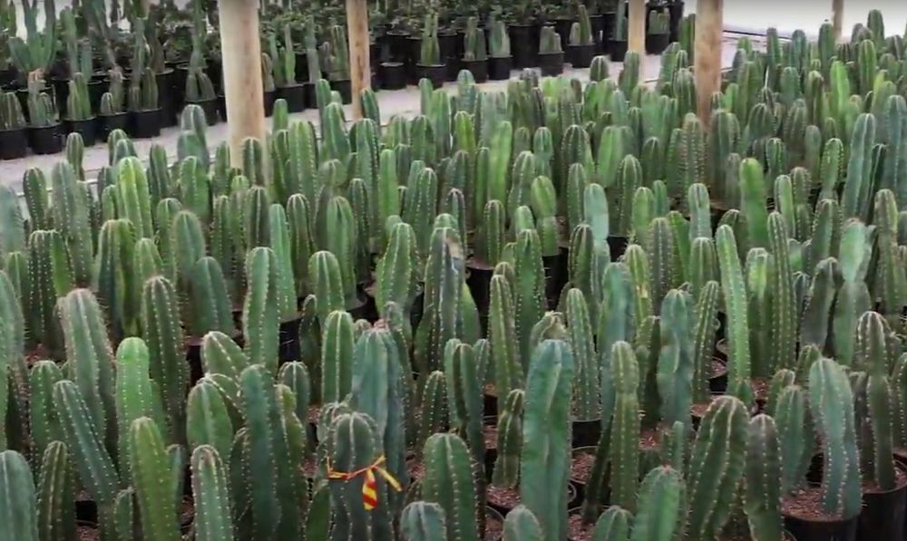 cereus-peruvianus-peruvian-apple-cactus