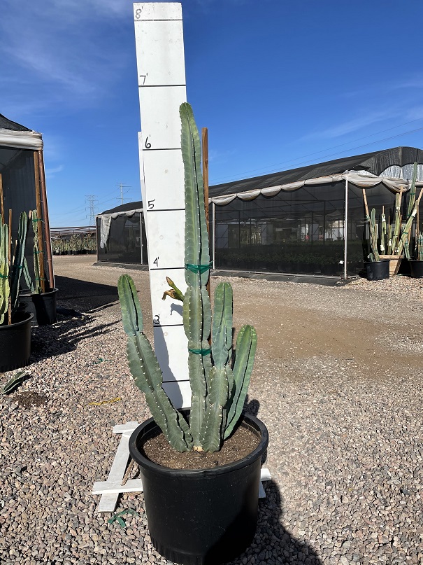 cereus-peruvianus-peruvian-apple-cactus