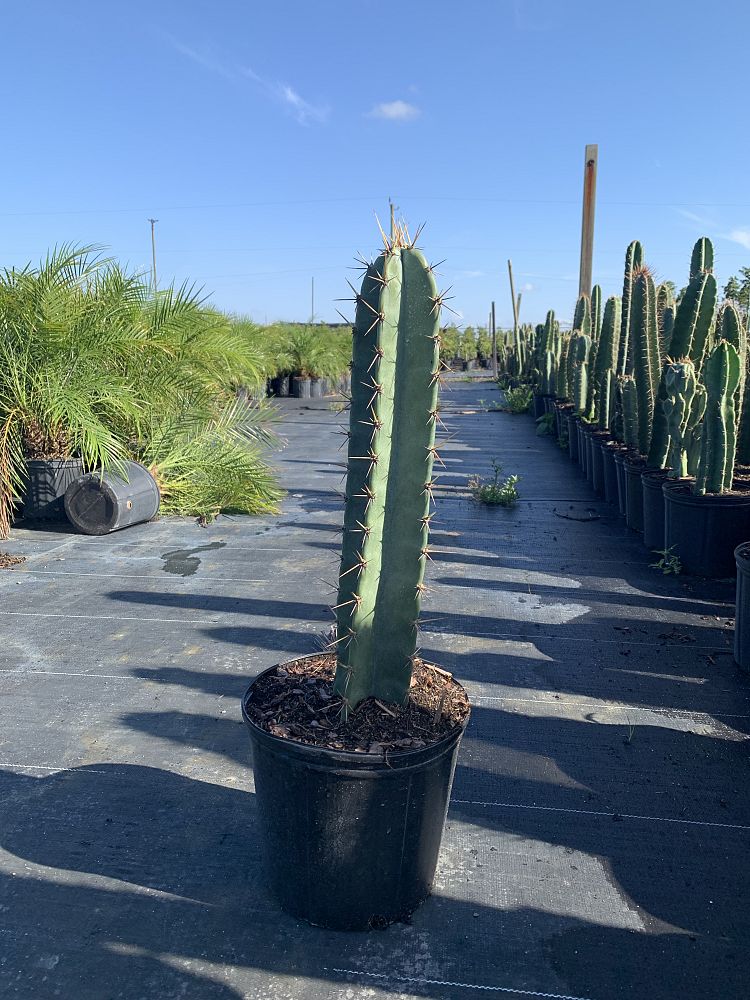cereus-peruvianus-peruvian-apple-cactus