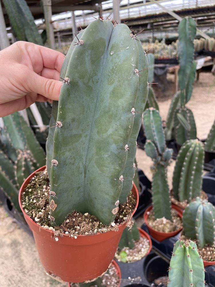 cereus-peruvianus-peruvian-apple-cactus
