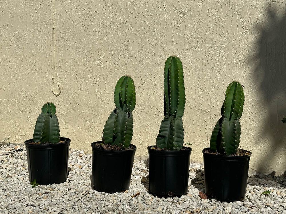 cereus-peruvianus-peruvian-apple-cactus
