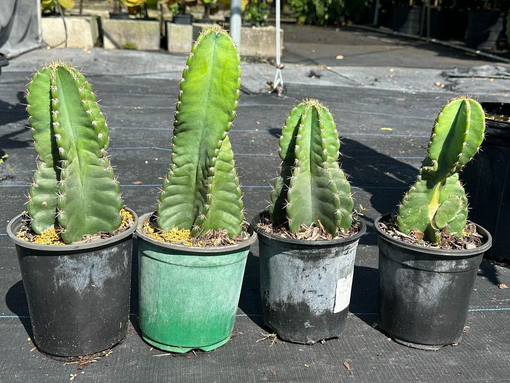 cereus-peruvianus-peruvian-apple-cactus