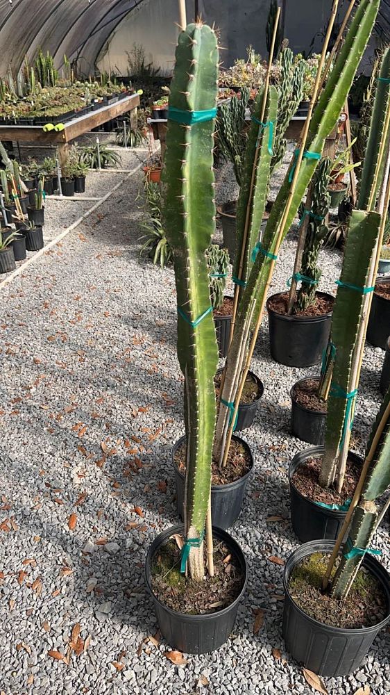 cereus-peruvianus-peruvian-apple-cactus