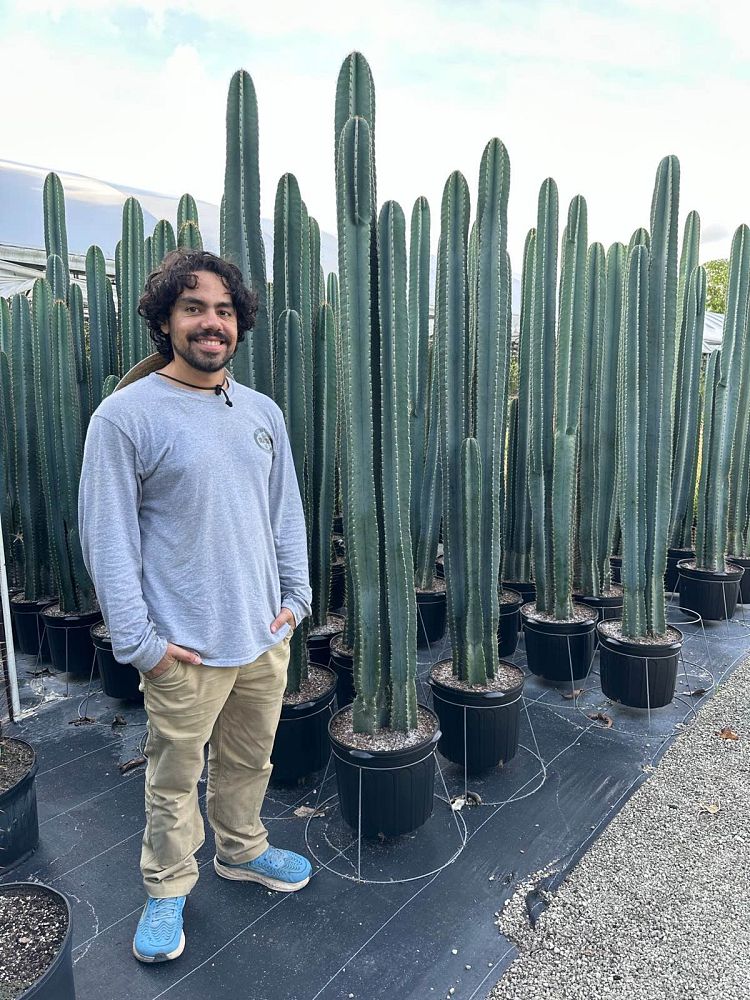 cereus-peruvianus-peruvian-apple-cactus