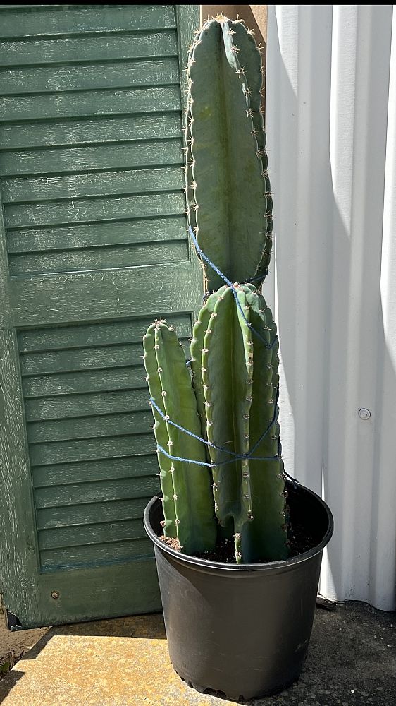 cereus-peruvianus-peruvian-apple-cactus