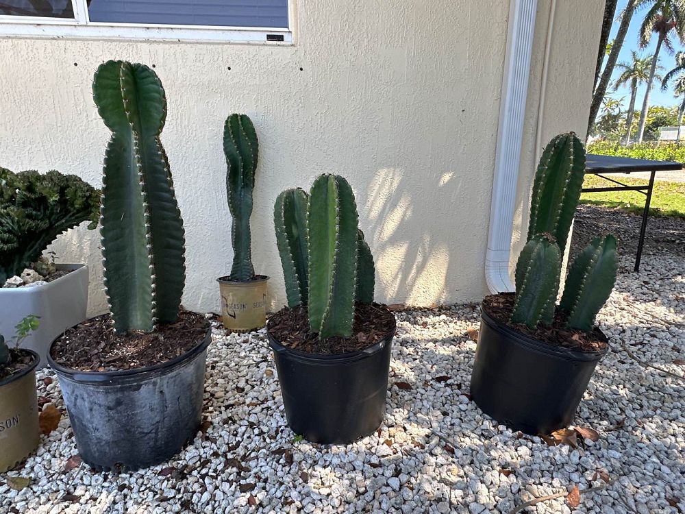cereus-peruvianus-peruvian-apple-cactus