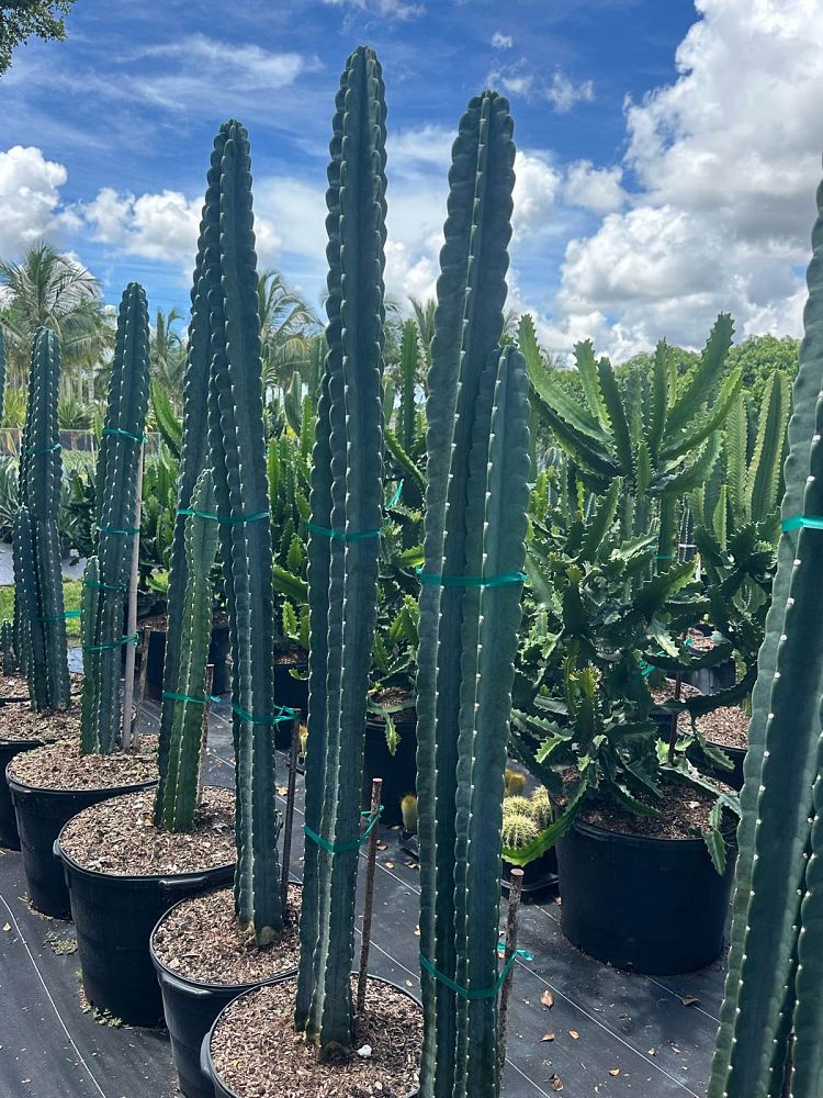 cereus-peruvianus-peruvian-apple-cactus