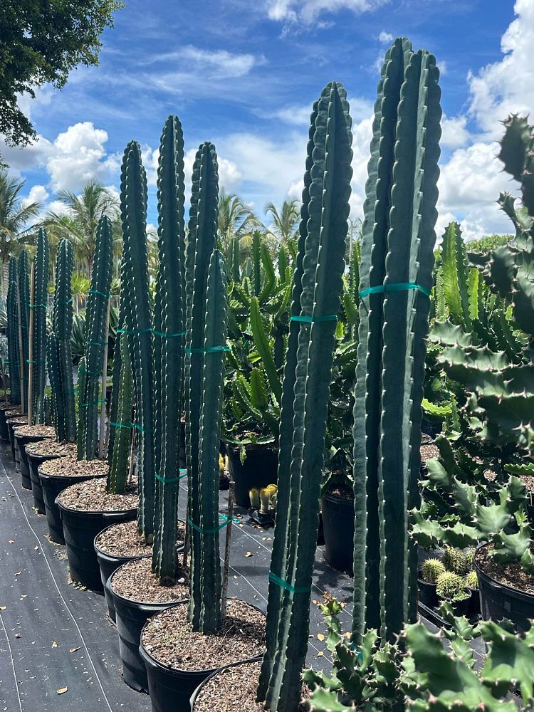 cereus-peruvianus-peruvian-apple-cactus