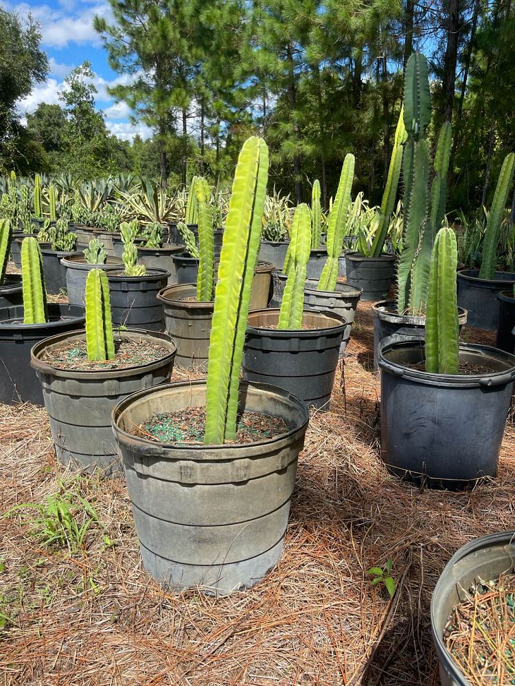cereus-repandus-hedge-cactus-peruvian-apple-peruvian-tree-cactus-apple-cactus