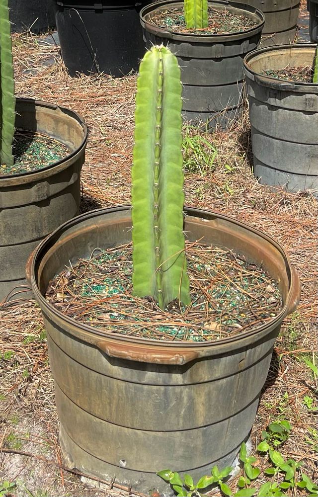 cereus-repandus-hedge-cactus-peruvian-apple-peruvian-tree-cactus-apple-cactus