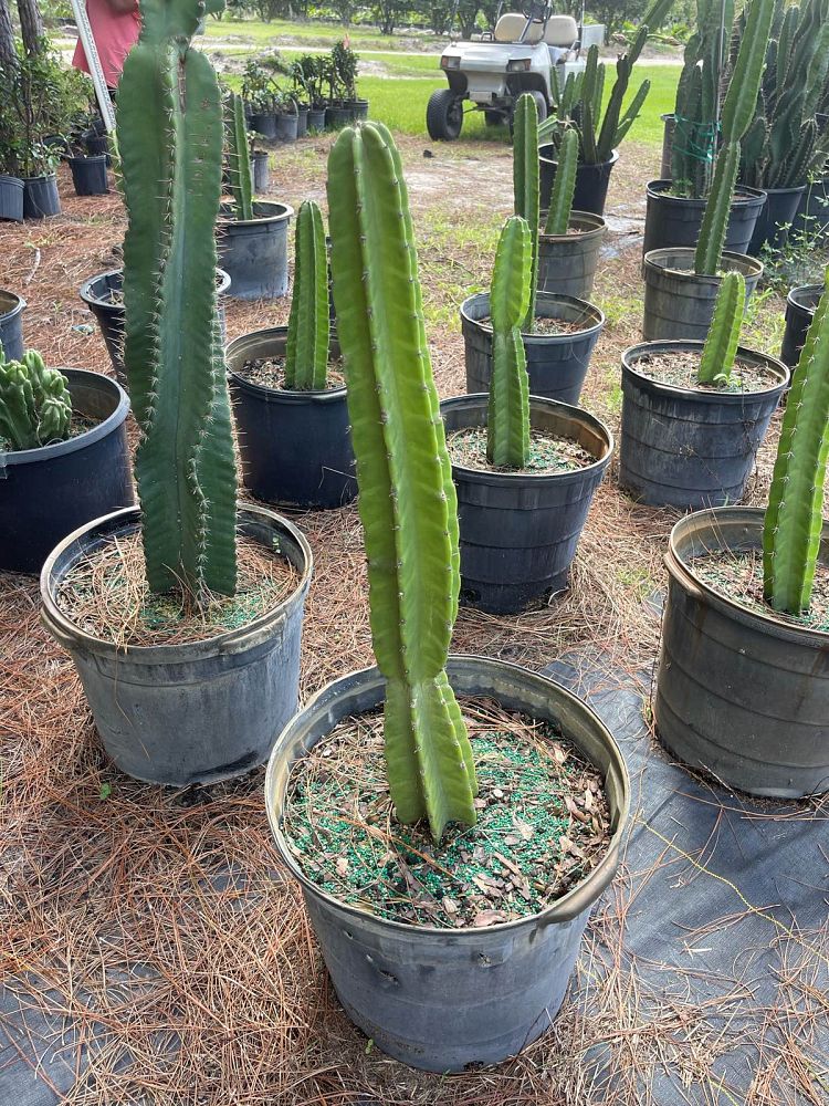 cereus-repandus-hedge-cactus-peruvian-apple-peruvian-tree-cactus-apple-cactus