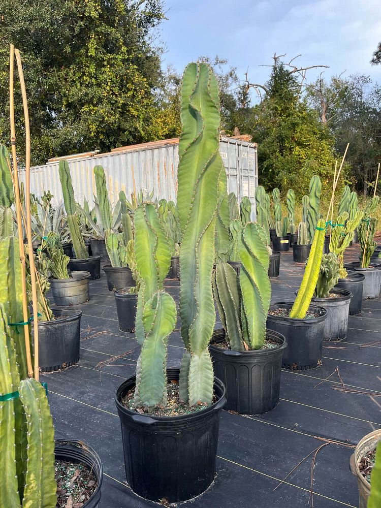 cereus-repandus-hedge-cactus-peruvian-apple-peruvian-tree-cactus-apple-cactus