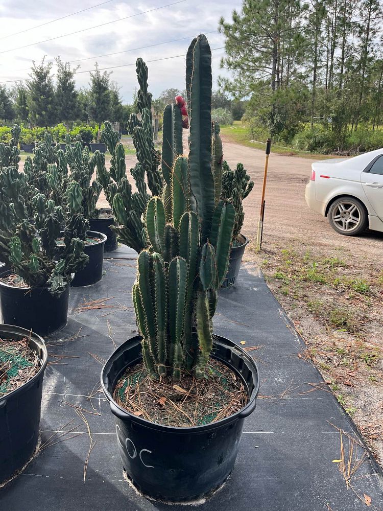 cereus-repandus-hedge-cactus-peruvian-apple-peruvian-tree-cactus-apple-cactus