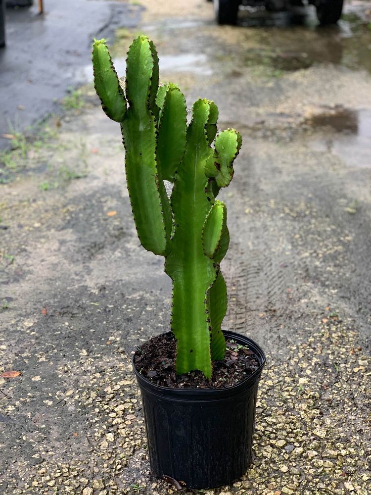 cereus-spp-cactus