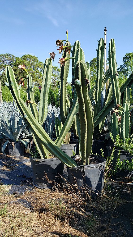 cereus-spp-cactus